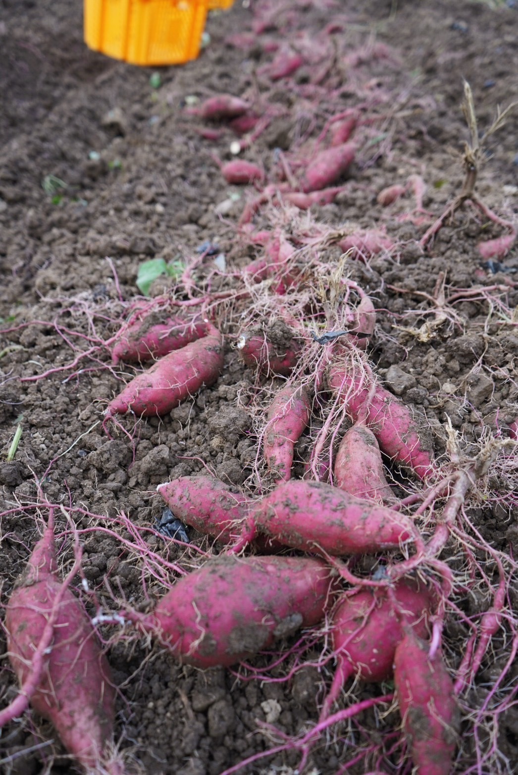 たぬきポケット　千葉県産 さつまいも 苗 安納芋 たぬきポケット様専用 千葉県産 さつまいも 苗 安納芋