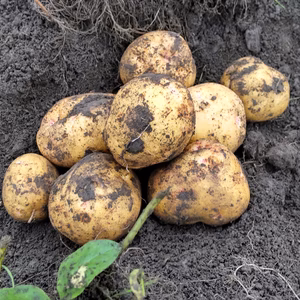 ジャガイモ　信州産キタアカリ