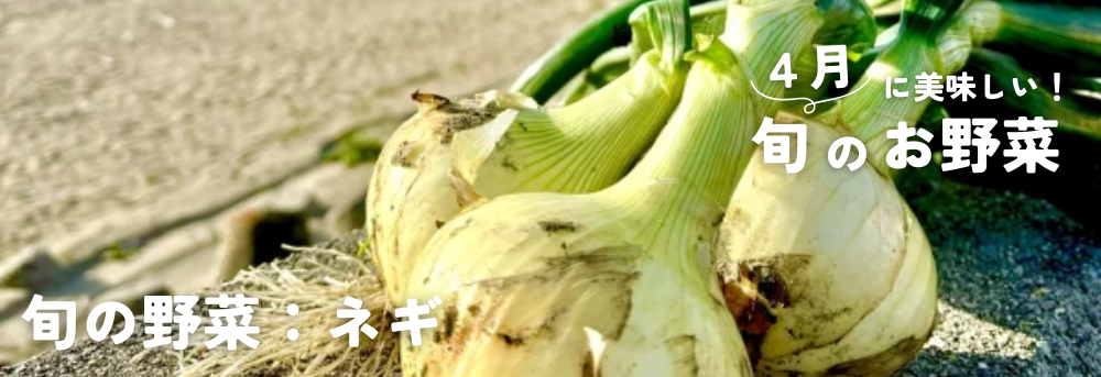 4月に旬の野菜:新玉ねぎ・ネギ