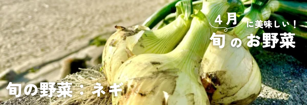 ４月に旬の野菜：新玉ねぎ・ネギ