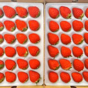 紅ほっぺ Lサイズ (48粒)