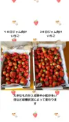 豊作セール!「たっぷり２キロ」ジャム向けぶたやさんちのとちおとめ(不揃い&小粒)