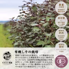 有機しそ茶 10袋〜30袋