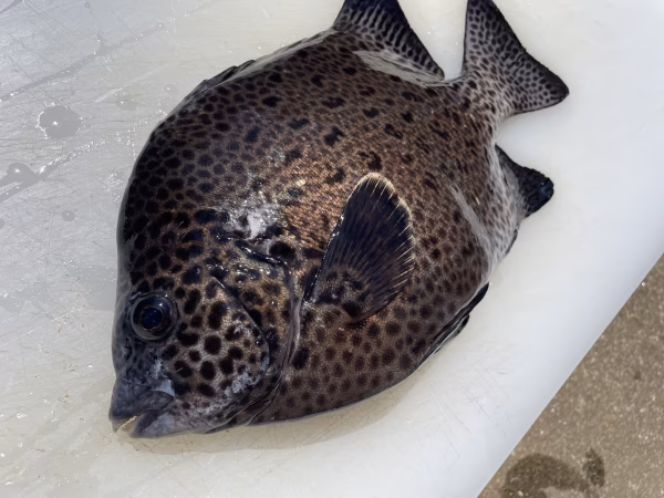 【松島産】イシガキダイ（0.9キロ）とキジハタ（1キロ）