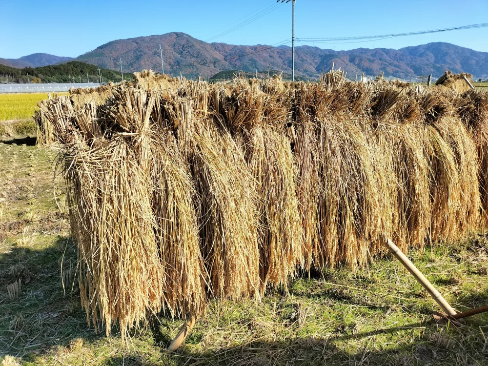 自然栽培のお米麺（10袋)