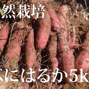 べにはるか　さつまいも　自然栽培（無肥料・無農薬・無除草剤）鳥取