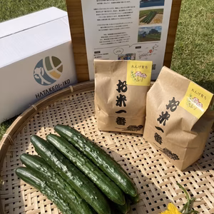 【シャキッと！】朝採れ新鮮きゅうり２kgとれんげ米２㎏セット