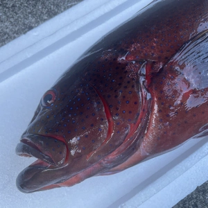 【魚突き】動画あり　スジアラ2.1kg 鱗、内臓処理済