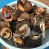 瀬戸内海で採れた　活 サザエ