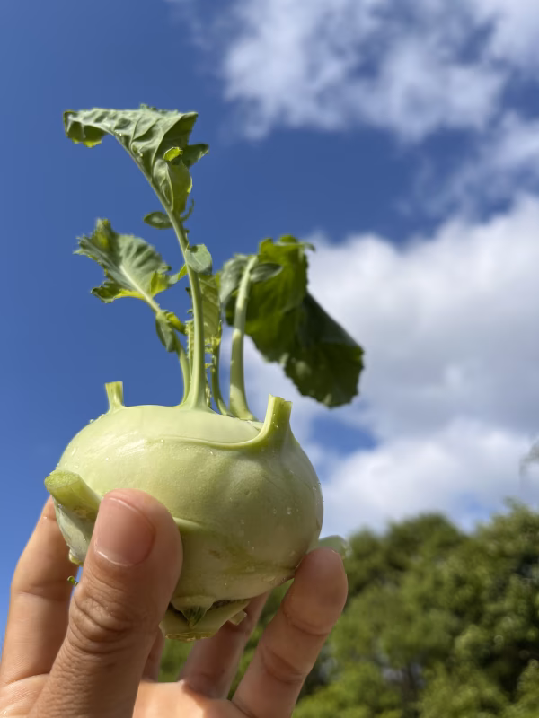 新感覚野菜！コールラビ