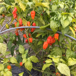 ブートジョロキア&キャロライナリーパー