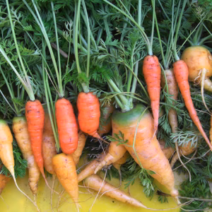 訳アリ＊葉付き＊カラフル人参3ｋ～農薬/化学肥料・不使用