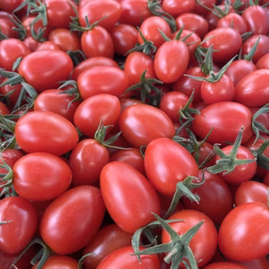 【関東・信越地方限定‼️送料込み】熊本県産 完熟アイコ 『おるげんとまと』