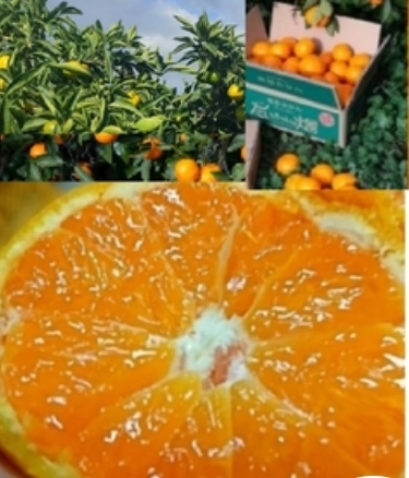 限定30[第3弾手選別みかん!自然にやられた(泣)でも味は最高!日南みかんみかん 痛み保証量増量+4.8kg(箱込)