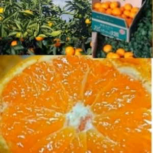 限定30【第3弾手選別みかん！自然にやられた（泣）でも味は最高！日南みかんみかん