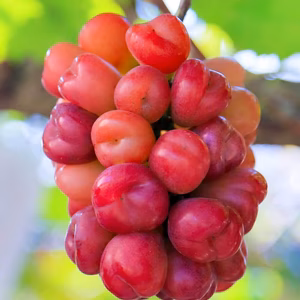 【限定数】2026年令和8年「8.9.10月」定期便季節のぶどう食べ比べ会♡