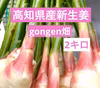 高知県産　朝採り新生姜　2キロ