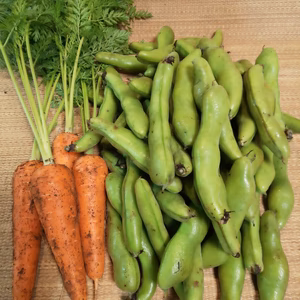 今が旬！『そら豆』たっぷり2kgと葉付人参≪ 有機JAS認証≫