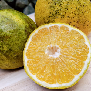 発送前まで木にならした‼️超ー完熟河内晩柑！！