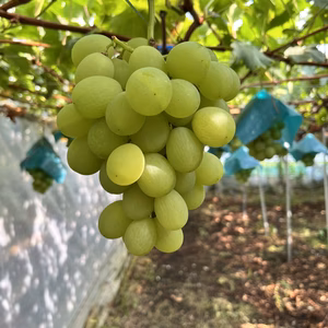 ハウス栽培ロザリオビアンコ