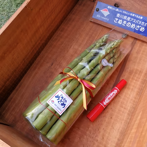 【訳あり】超極太3L-30cm-1kg(約15本)アスパラガスさぬきのめざめ