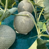 岸田農園の北海道メロン［特大玉(2.5kg以上)2玉入]