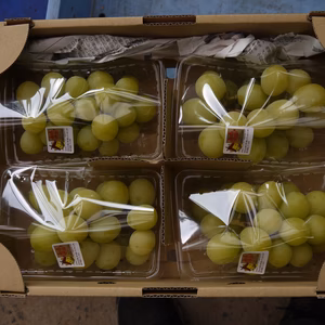 　シャインマスカット　３００g×４ﾊﾟｯｸ 限定３箱