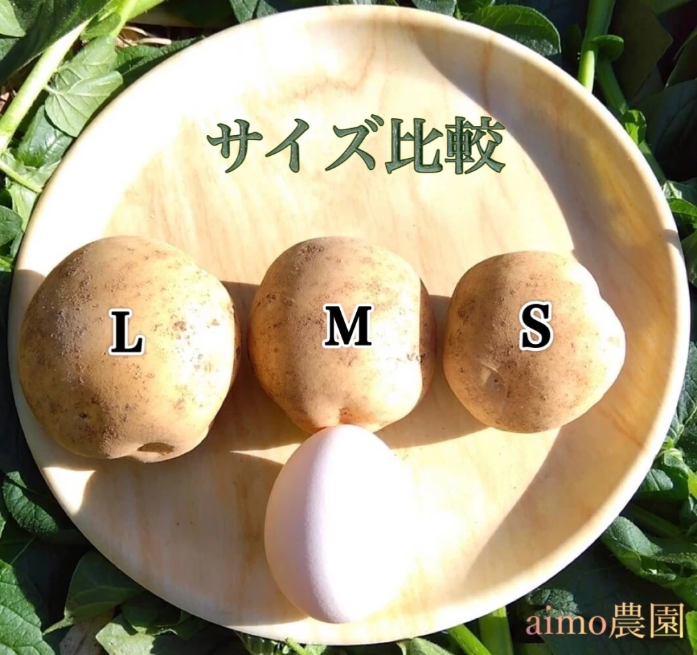 【期間限定】種子島産 新じゃが＆熟成安納芋 セット