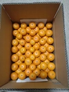 【数量限定‼️】小玉早生みかん 箱込み5kg(2S以下サイズ混合)