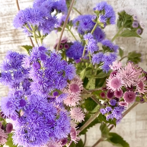 【15本】アゲラダム~涼感のあるブルーの花色で、ふんわりとしたソフトな質感が魅力