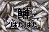 先着100名様、完全予約制「秋田沖ハタハタ」