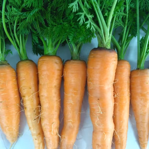 3kg⭐️皮まで美味しいニンジン⭐️今が旬！⭐️《農薬・化学肥料不使用》
