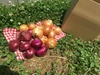 【古都奈良の農薬不使用野菜】赤玉ねぎ・新玉ねぎの2種計５キロセット！