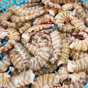 【竹富島産】訳あり 無頭冷凍車えび　3kg（500g×6）