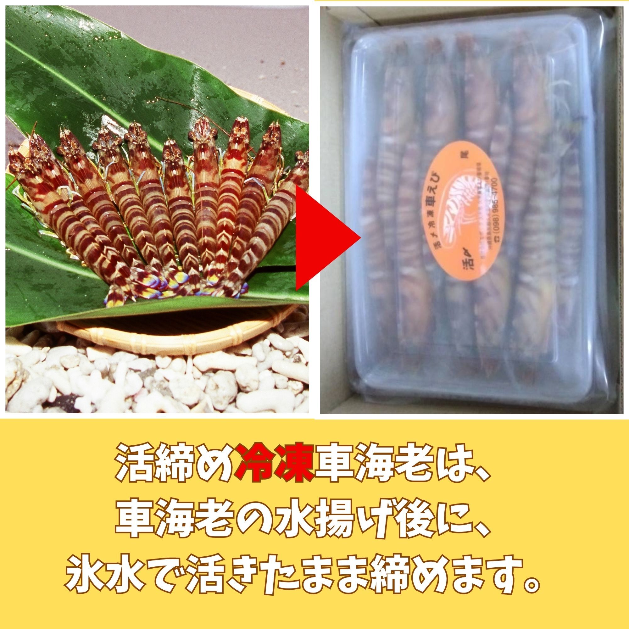 激安卸販売新品 沖縄県久米島産 真空活〆冷凍車海老 250g化粧箱 1箱 10〜14尾 <br>水揚げした車海老を即真空パックし マイナス30℃瞬間凍結  生で食べられる車エビ 贈り物 ギフト対応可 熨斗 のし お誕生日 お中元 御中元 御歳暮 御年賀 御祝 婚礼 内祝など ...