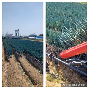 市場葱御用達品☆THE NEGI