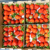 【数量限定特価！】加工向け夏秋いちご「赤い妖精」【内容量約1.2kg】