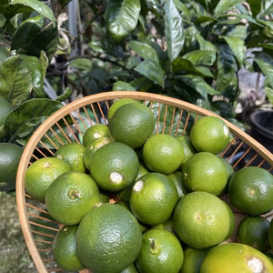 【有機JAS認証】今だけ！！摘果みかん。