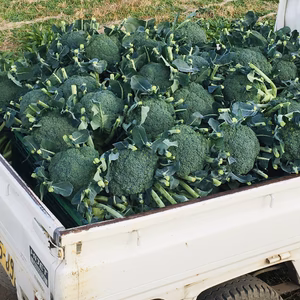 ブロッコリー4個&キャベツ4個