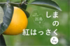 しまの紅八朔【因島ブランド】瀬戸内・因島！