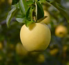 黄色い幸せの林檎【シナノゴールド】信州りんご人気品種！