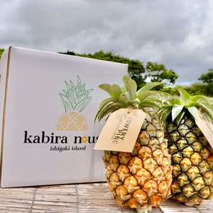 【今が旬！！】ジュワリーパイン（ハワイ種）12玉　12kg〜　熨斗対応可