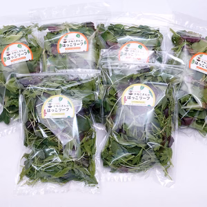 【月２回定期便】～美味しいサラダを毎日～　ほっこリーフ　