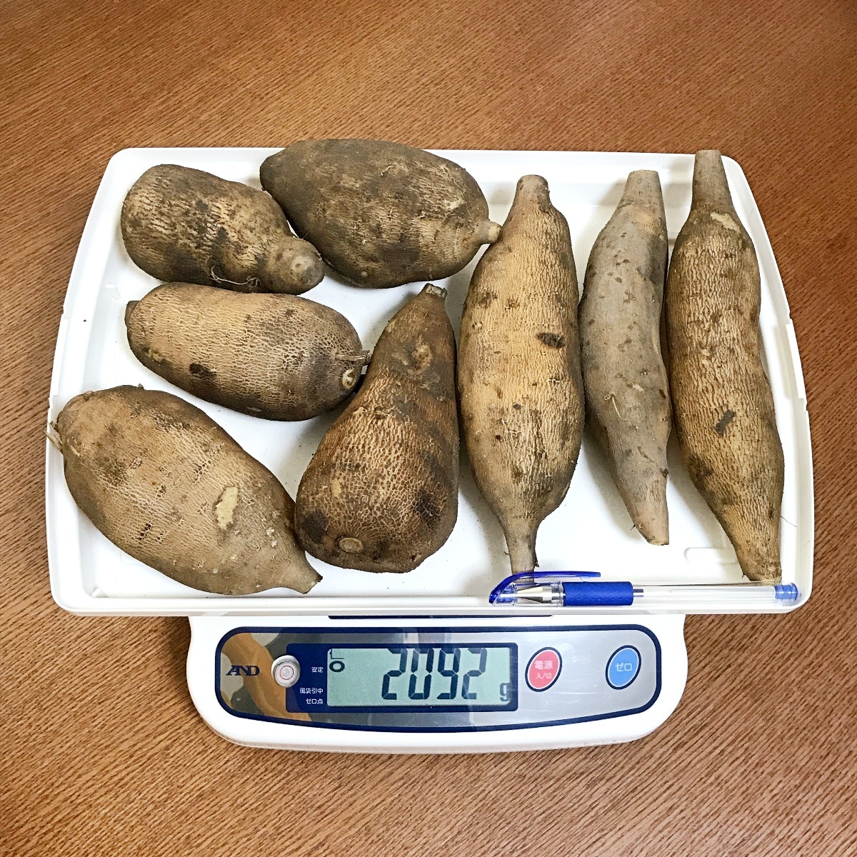 自然栽培 訳ありヤーコン 農薬 肥料不使用 梨のような食感と味 B品 農家漁師から産地直送の通販 ポケットマルシェ