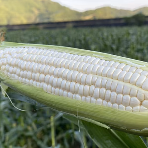 【糖度20度越】 幻の白いトウモロコシ【雪の妖精】生で感動の甘さ！