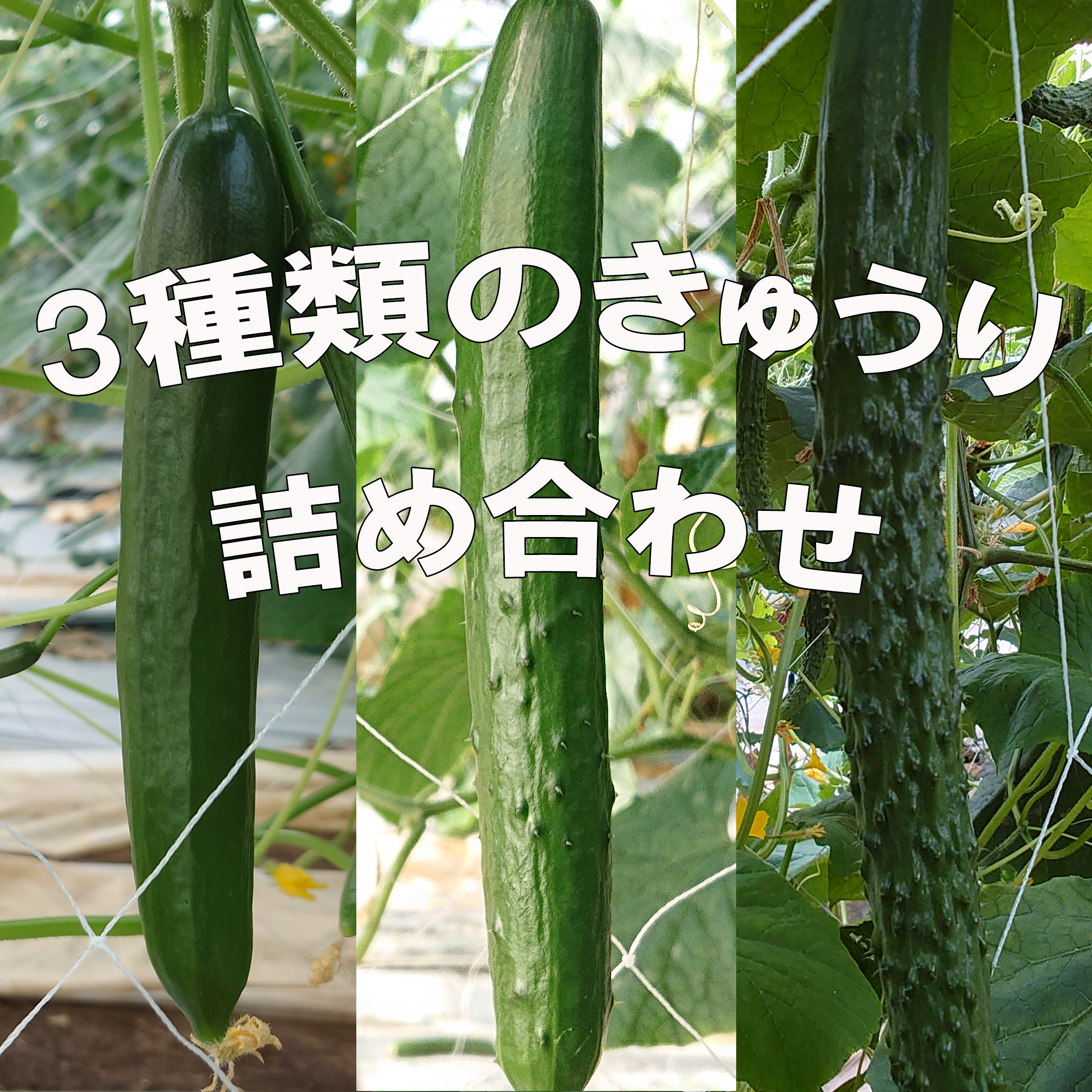 小さなきゅうり 800g - 野菜