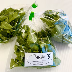 【常温60BOX】手摘みルッコラ菜／イタリア野菜／宮崎県産