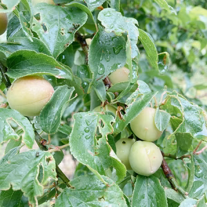 群馬県産 完全無農薬 青梅 小梅