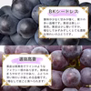 【送料無料】訳あり・規格外品 品種お任せぶどう詰合せセット
