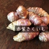 【自然栽培】赤紫フランス菊芋♪ 農薬・肥料不使用｜きくいも｜キクイモ